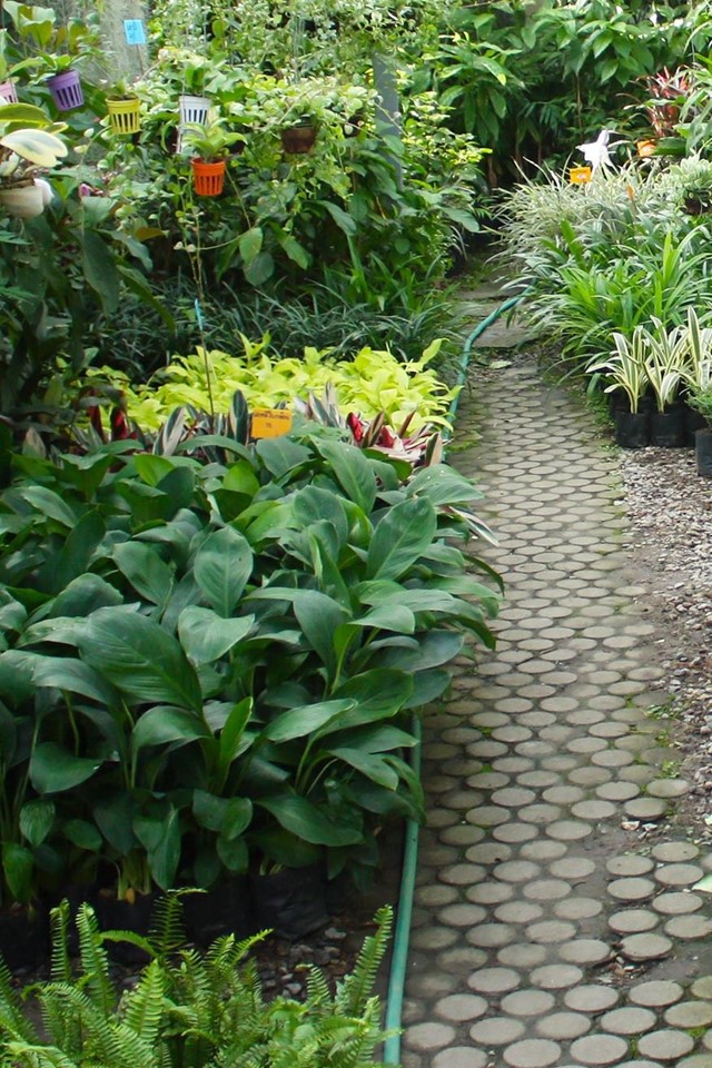 Disponemos de las mejores plantas en nuestro vivero