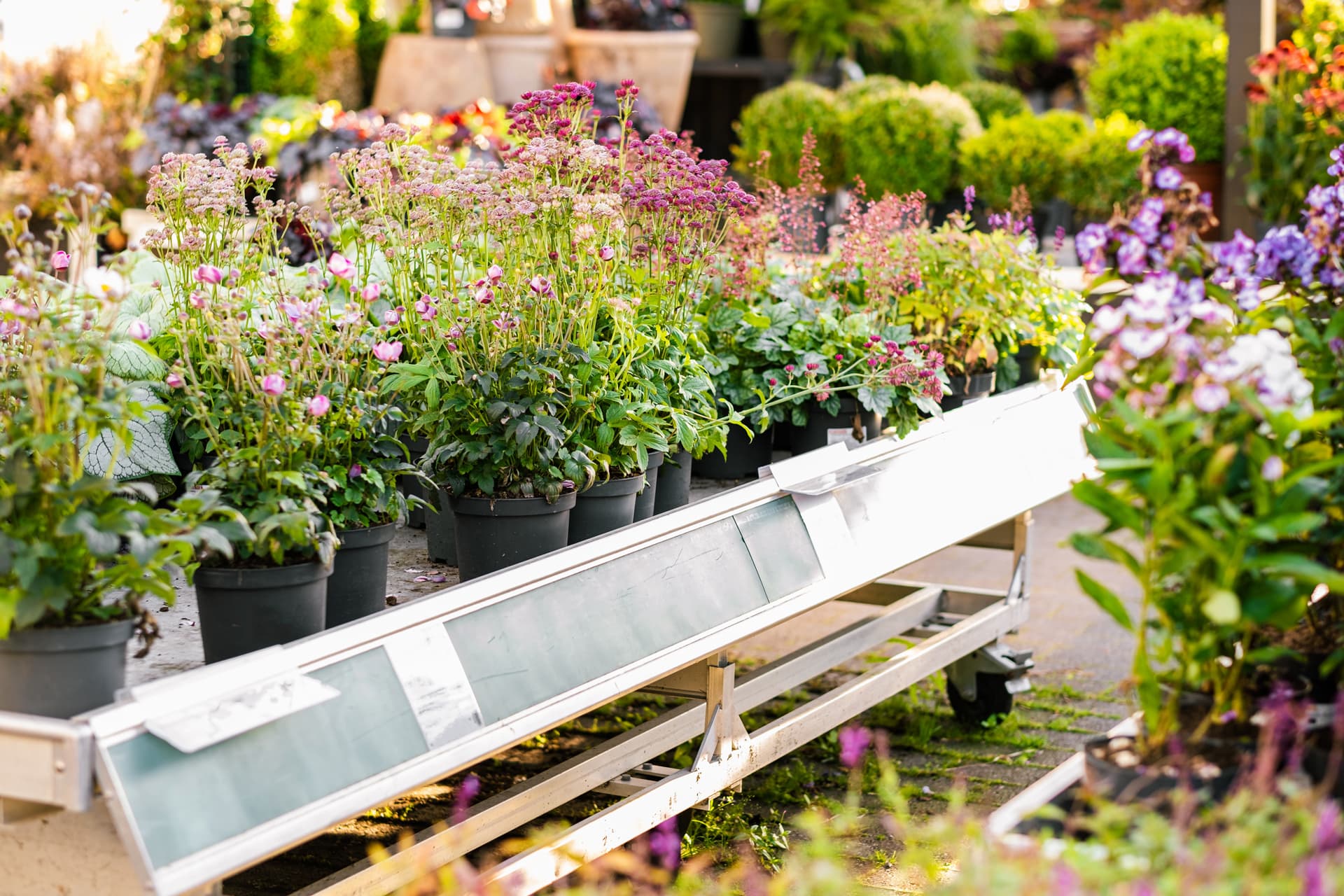 Comprar plantas en Padrón