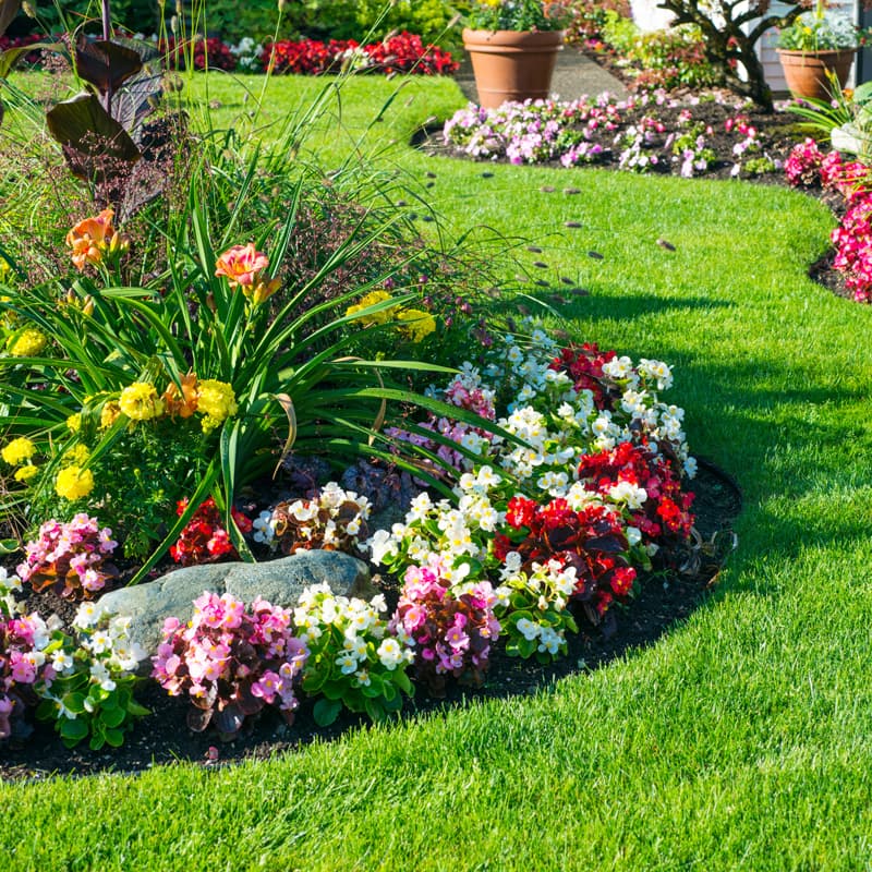 Comprar plantas en Padrón