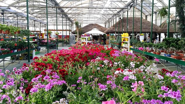 Actualiza tu jardín con nuestras plantas de temporada en Padrón