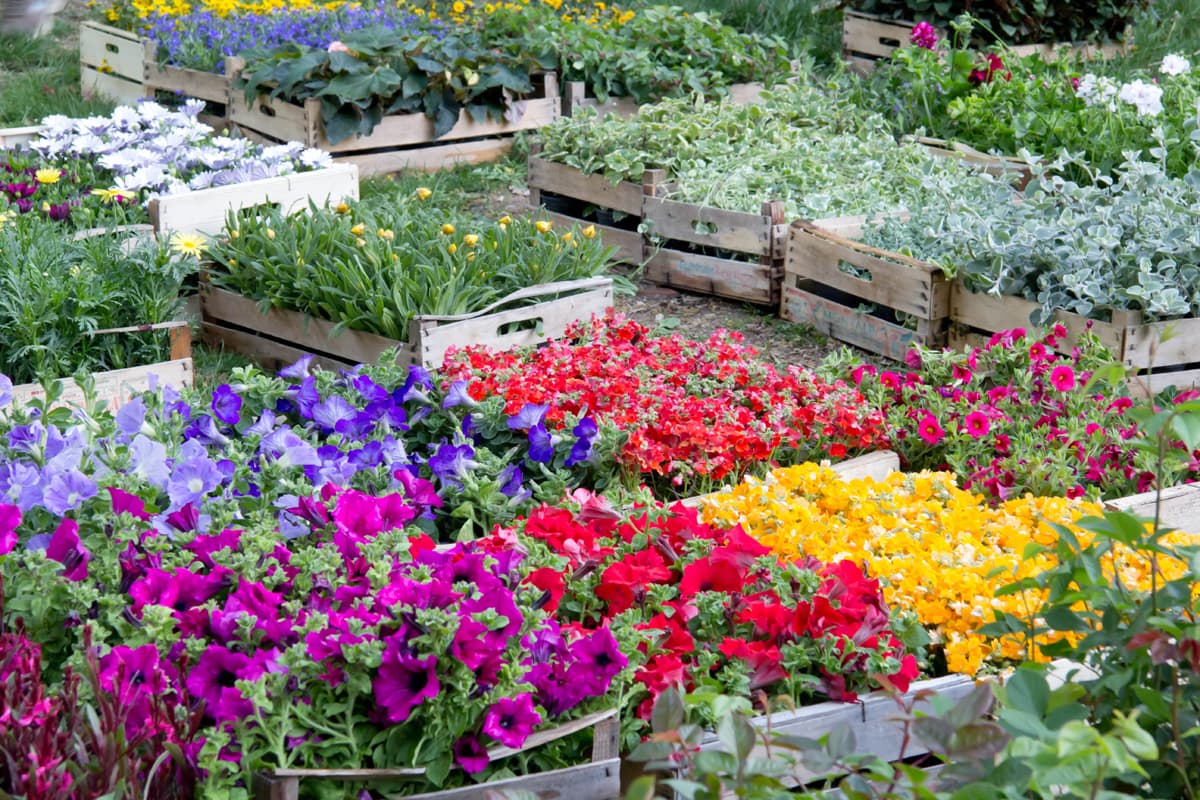 plantas de temporada en Padrón