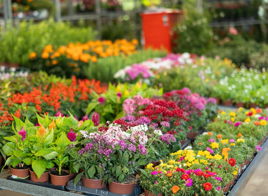 Encuentra las mejores plantas en nuestro vivero en Padrón
